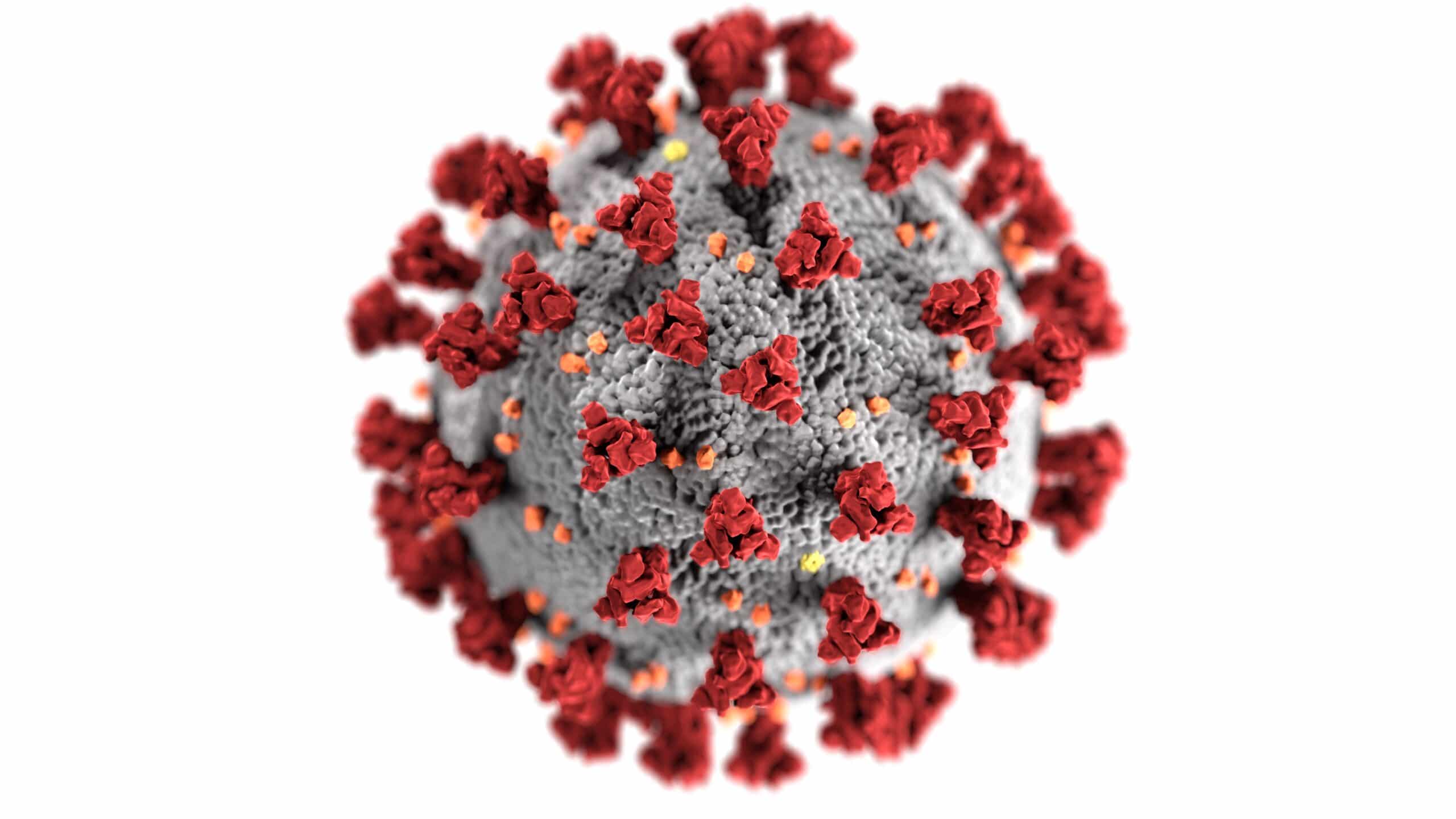 CDC image of the coronavirus